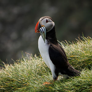 Side view of a bird on field