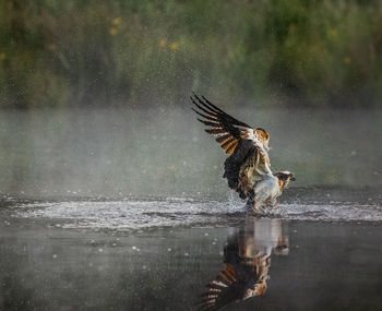 Bird flying over lake