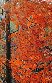 Tree growing in forest during autumn