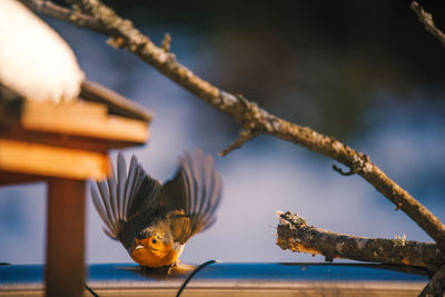 Close-up of bird on branch