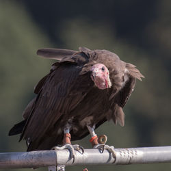 Vulture perching on railing