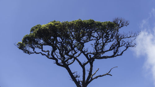 Low angle view of tree against clear blue sky