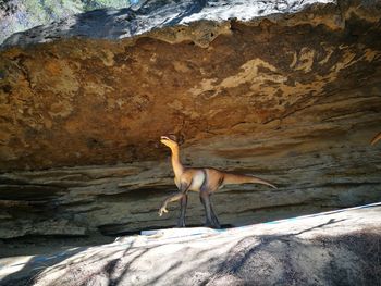 Squirrel on rock formation