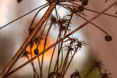 Close-up of dried plant against sky during sunset