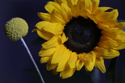 Close-up of sunflower against black background