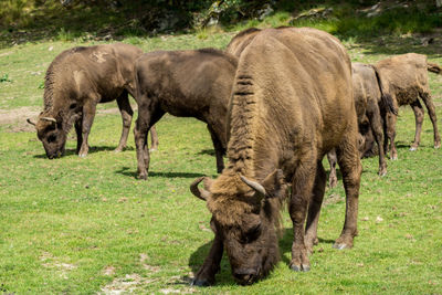 European bisons grazing on grassy field