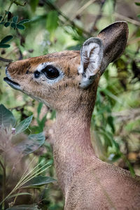 Close-up portrait of deer