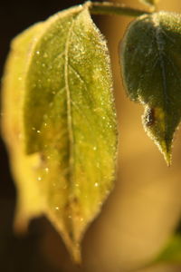 Close-up of water drops on plant