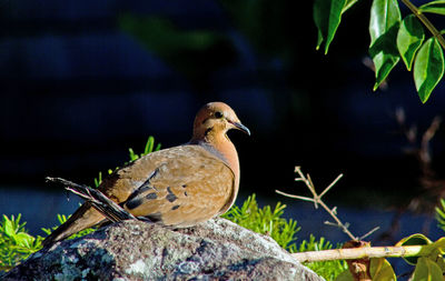 Close-up of zenaida dove bird perching on rock