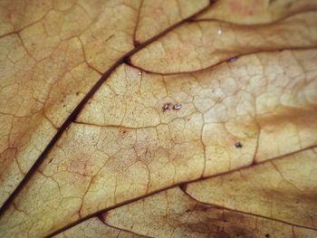 Close-up of insect