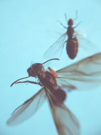 Close-up of insect on flower