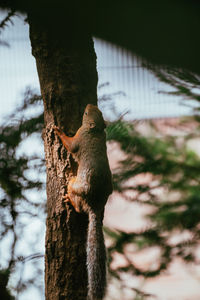 Monkey on tree trunk by lake