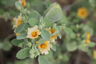 Close-up of flowers blooming outdoors