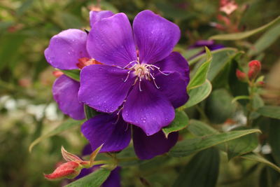 Close-up of purple flower blooming outdoors