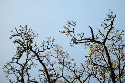 Low angle view of tree against clear blue sky