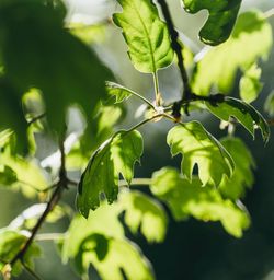 Close-up of tree