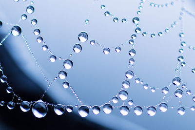 Close-up of water drops on spider web