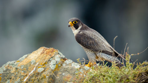 Close-up of bird perching on rock