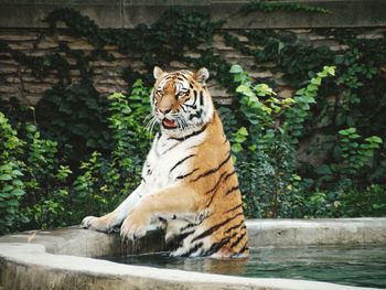 Tiger in watering hole. 