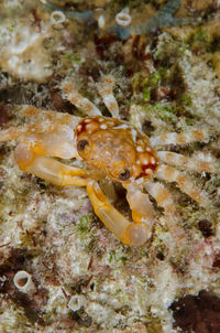 Close-up of crab in sea