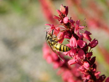 Close-up of bee pollinating on pink flower