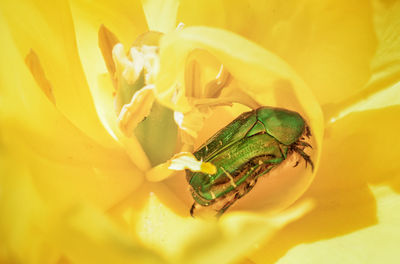 Close-up of insect on yellow plant