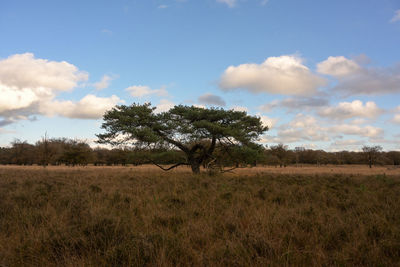 Tree on field against sky