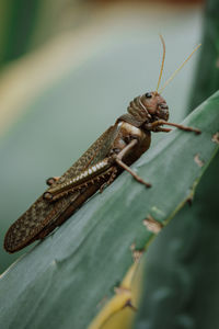 Close-up of insect on leaf