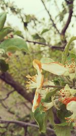 Close-up of butterfly on plant