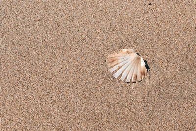 High angle view of bird on sand