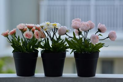 Close-up of potted plant on table