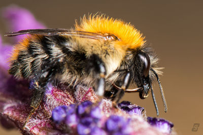 Close-up of bee pollinating on flower