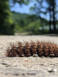 Surface level of corn on the road