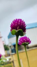 Close-up of pink flowers