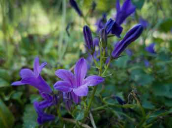 Close-up of purple crocus flowers on field