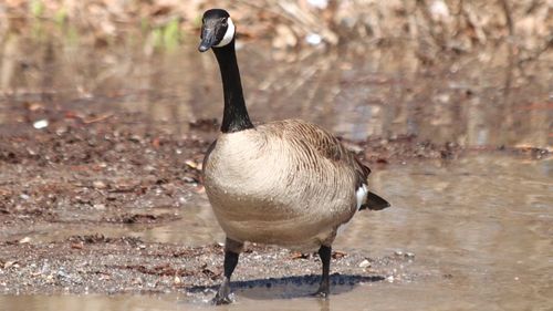 Close-up of canada goose in lake