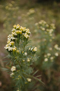 Close-up of flowering plant on field