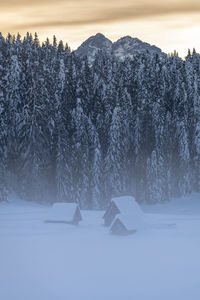 Snow covered field by trees during winter