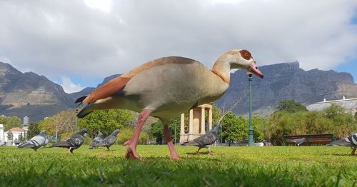 Ducks on a field