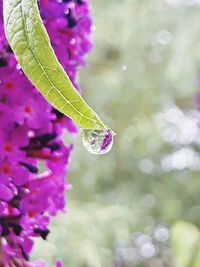 Close-up of water drops on purple leaf