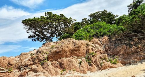 Trees growing on rock against sky