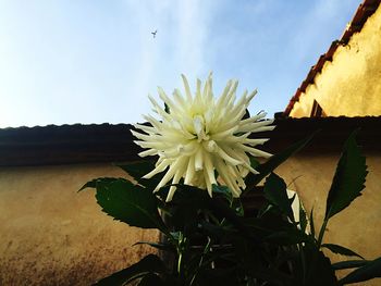 Close-up of fresh flower blooming against sky