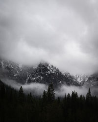 Pine trees in forest against sky during winter