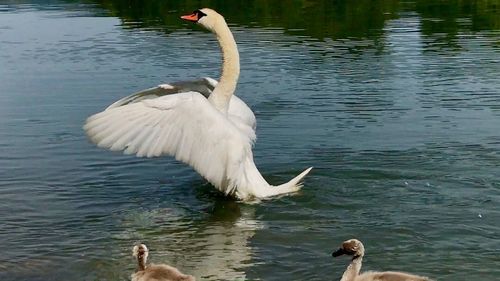 Swan swimming in lake