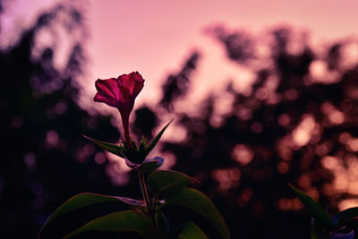Close-up of pink flowering plant