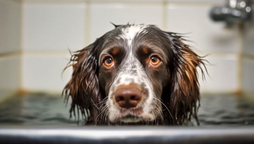 Close-up of dog