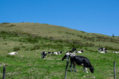 Cows in a field