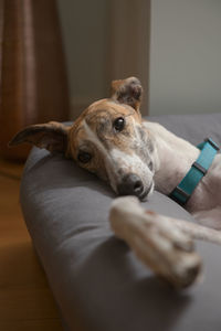 Close up vertical portrait of a cute and adorable pet greyhound in bed. striking brindle fur