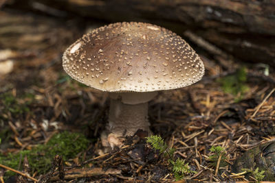Close-up of mushroom growing on field
