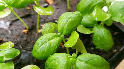 Close-up of wet plant